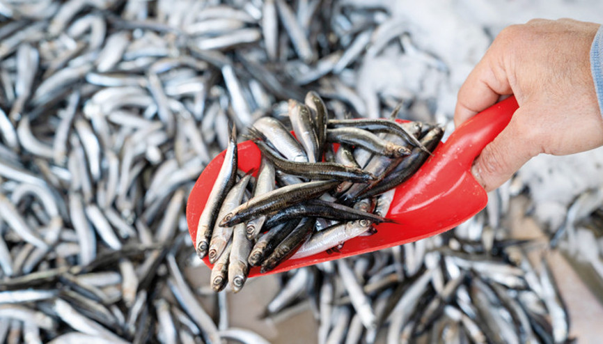 ‘Hamsi avcılığı tamamen durdurulmalı’