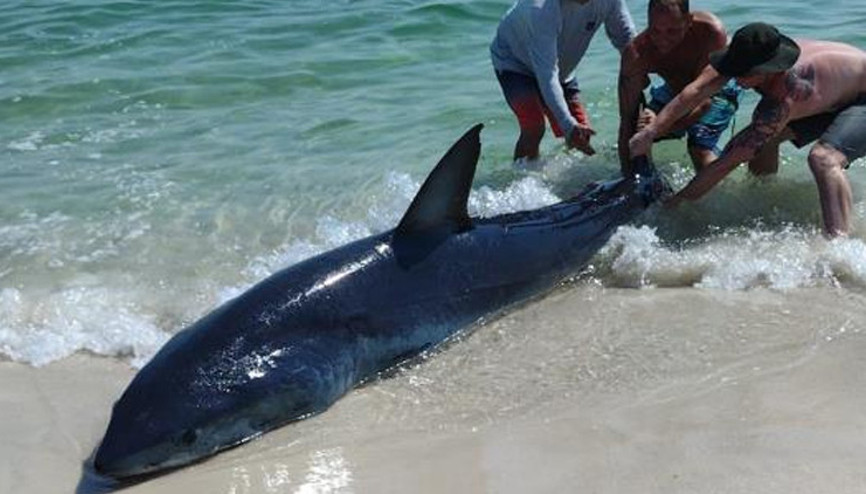 Köpek balığını kuyruğundan çekerek okyanusa bıraktılar