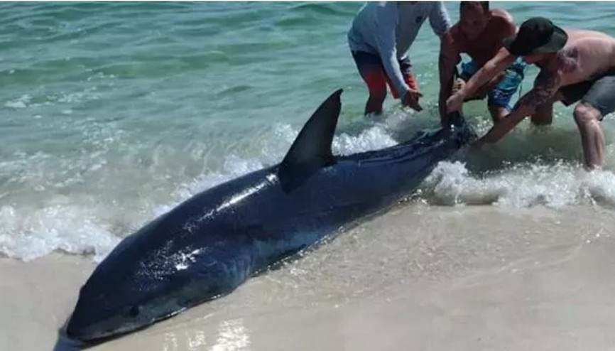 Kıyıya vuran köpek balığını kuyruğundan çekerek okyanusa bıraktılar
