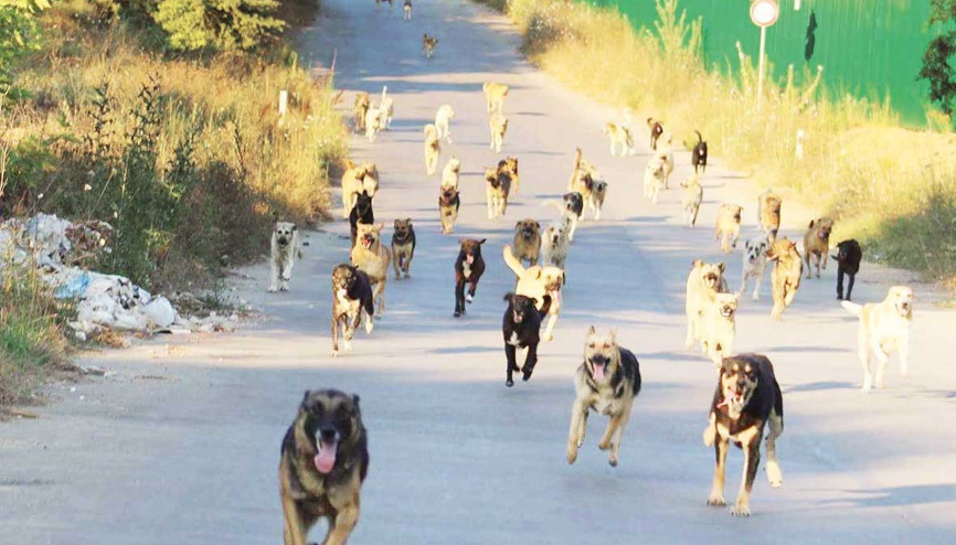 Bakanlık’tan belediyelere kısırlaştırma sitemi