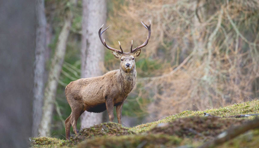 Doğaya salınan hayvan türlerinin sayısı açıklandı... 21 yılın bilançosu