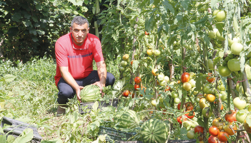 Tohum avcısı Tohum avcısı
