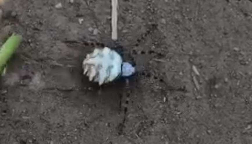 Zehirli örümcek türü yine ortaya çıktı