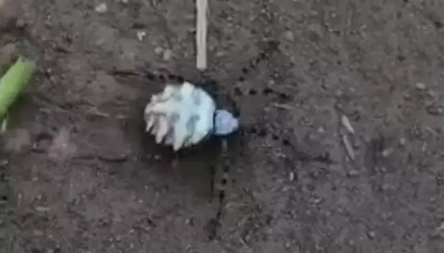 Zehirli örümcek türü bu sefer de Eskişehir’de görüldü