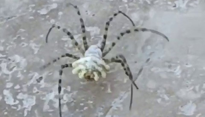 Argiope lobata... Dünyanın en zehirli örümceği Sivastan sonra o ilimizde de ortaya çıktı