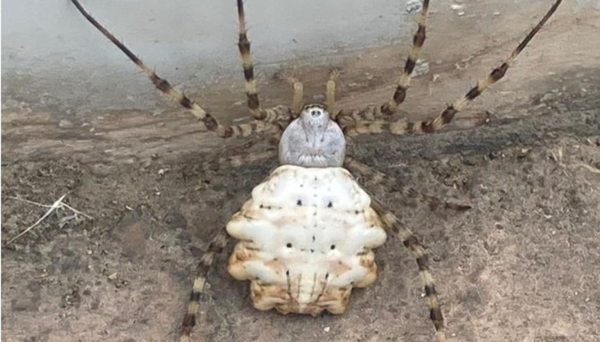 Dünyanın en zehirli örümcekleri arasında gösteriliyordu... Uzmanlardan rahatlatan açıklama Dünyanın en zehirli örümcekleri arasında gösteriliyordu... Uzmanlardan rahatlatan açıklama