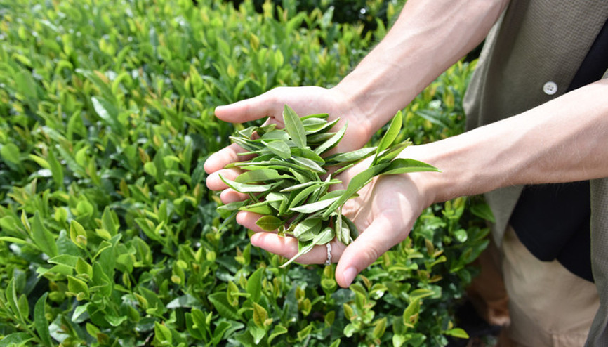 ÇAYKUR yaş çay ödemeleri ne zaman, ayın kaçında hesaplara geçecek Tarih belli oldu