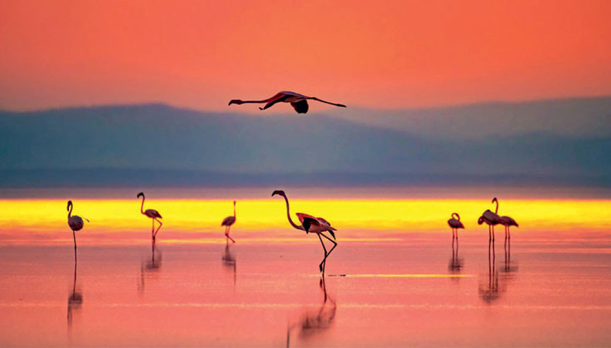 Flamingoların göçü başladı