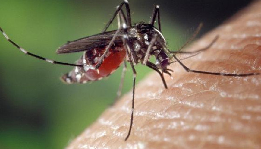 Dang humması Bangladeş’te 1017 can aldı