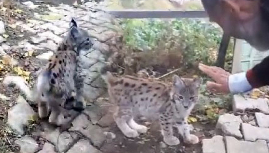 Sivastan kalpleri ısıtan kare: Doğaya saldıkları yavru vaşak köye geri döndü Sivastan kalpleri ısıtan kare: Doğaya saldıkları yavru vaşak köye geri döndü