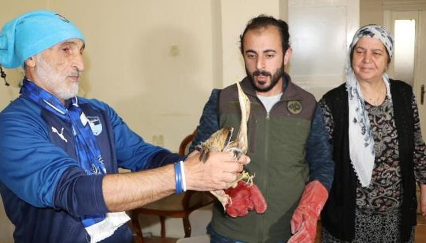 Göç yorgunu balaban kuşuna evlerinde bakım yaptılar