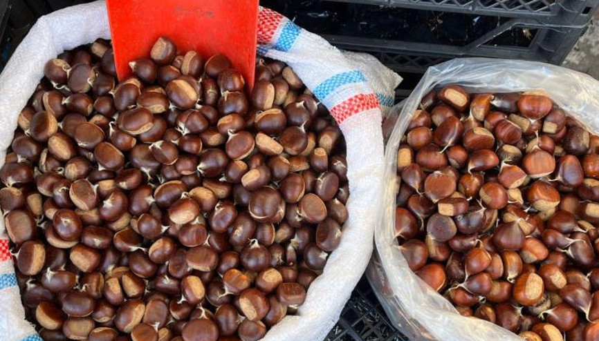 Kestane toplamak isteyen ücret ödeyecek Kestane toplamak isteyen ücret ödeyecek