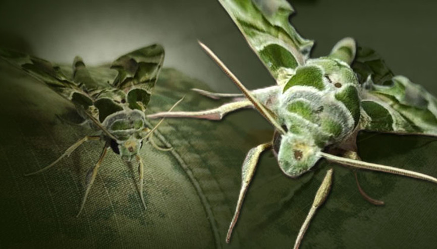 Zehirli zakkum çiçeğiyle besleniyor... Vatandaşlara uyarı: Dokunmayın