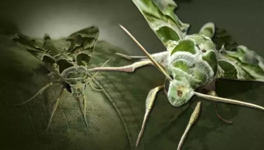 Zehirli zakkum çiçeğiyle beslenen mekik kelebeğinin tırtılına dokunmayın uyarısı