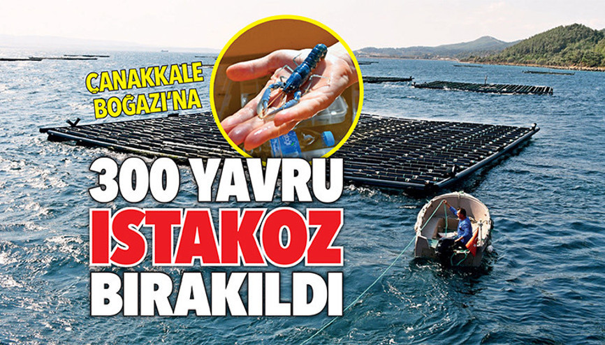 Çanakkale Boğazı’na 300 yavru ıstakoz bırakıldı