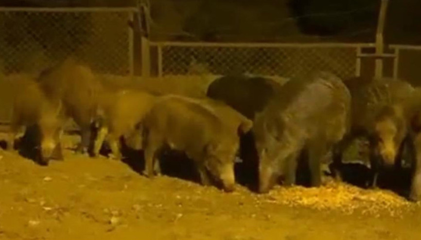 Eyüpsultanda yaban domuzları yol kenarına indi Eyüpsultanda yaban domuzları yol kenarına indi