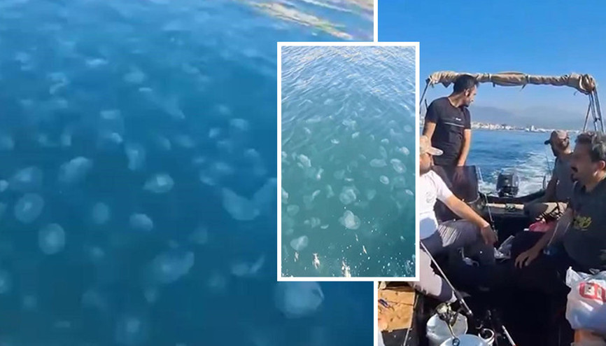 Marmara’nın güney kıyılarını denizanası istila etti