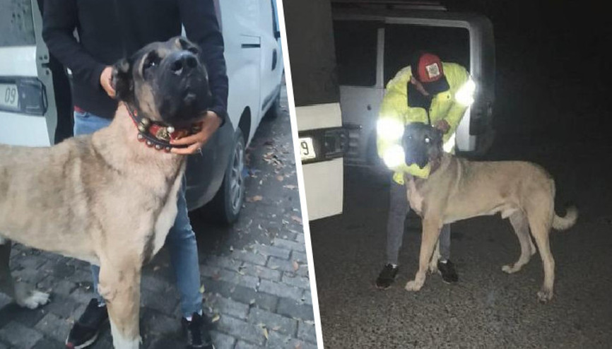 İhbar üzerine polisler harekete geçti Köpek dövüştürenlere baskın: Çok sayıda gözaltı
