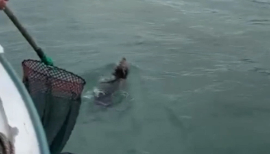 Giresunlu balıkçıların ağına bu kez balık değil yavru ayı takıldı