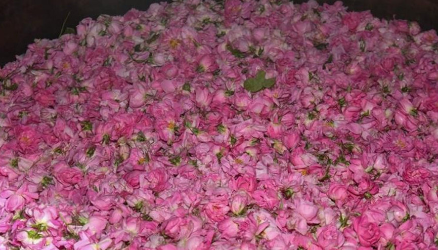 Isparta gülünün kilo fiyatı belirlendi