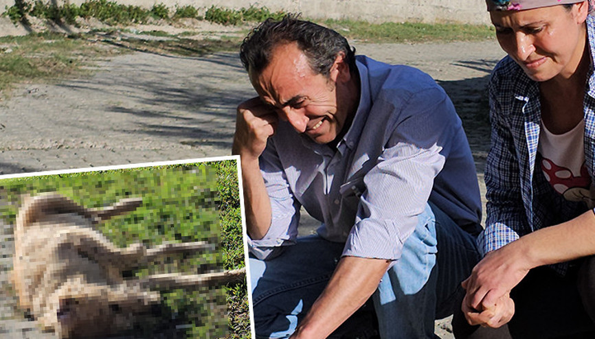 Zonguldakta hayvanseverin köpeği darbedilip, öldürüldü