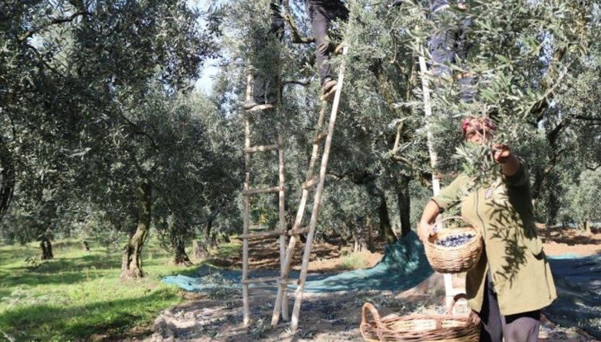 Zeytin alım fiyatları belli oldu