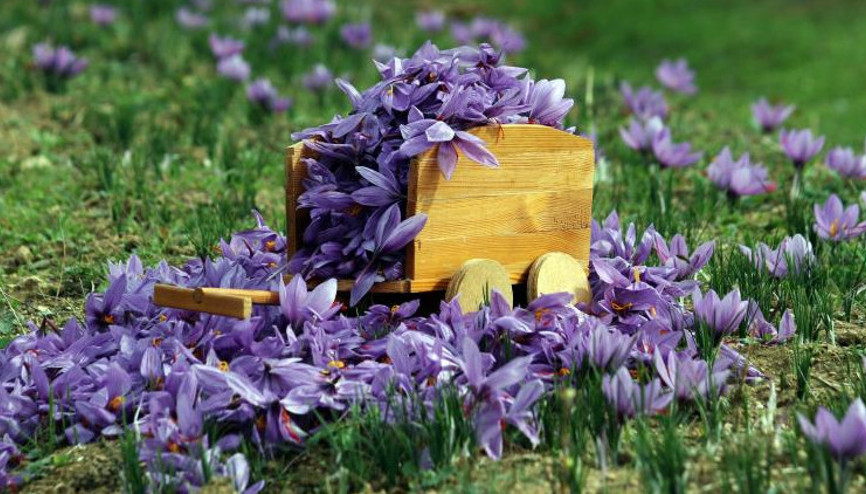 Safranda düşük rekolte bekleniyor