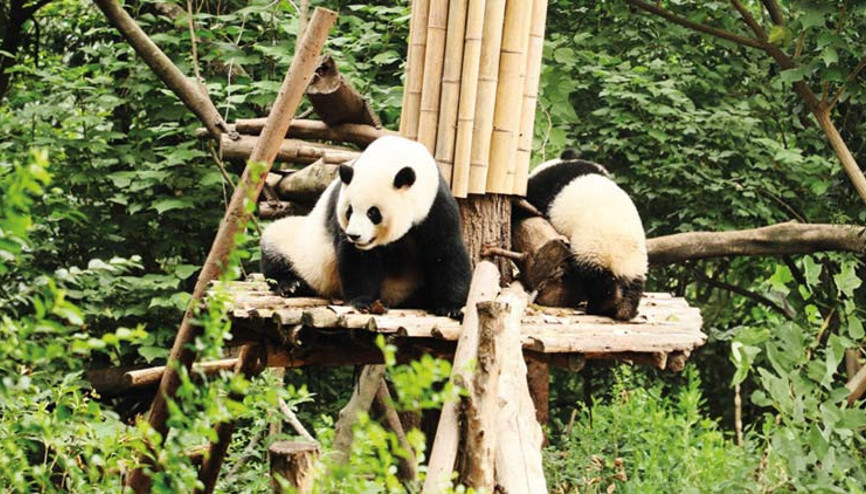 Pandaların hayata tutunduğu park
