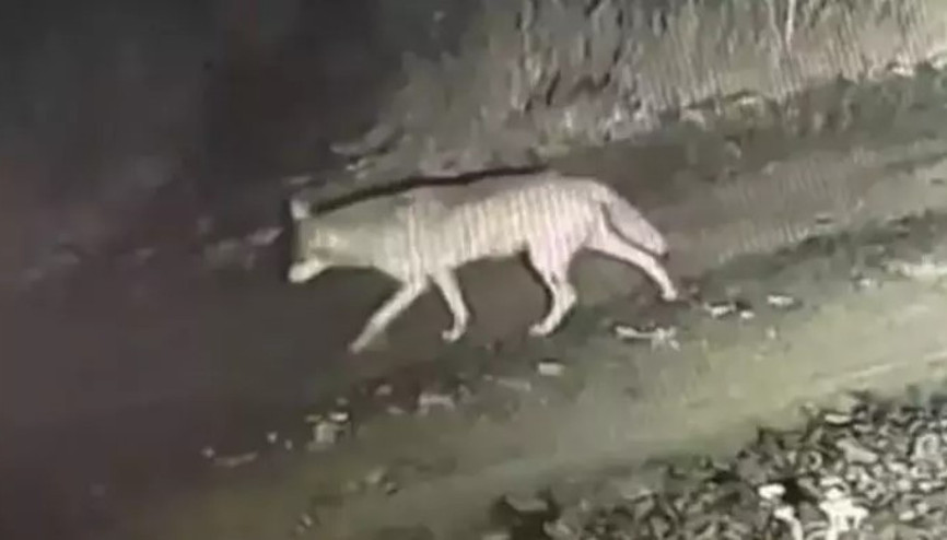 Ardahanda gece vakti çiftliğe inen kurtlar kamerada
