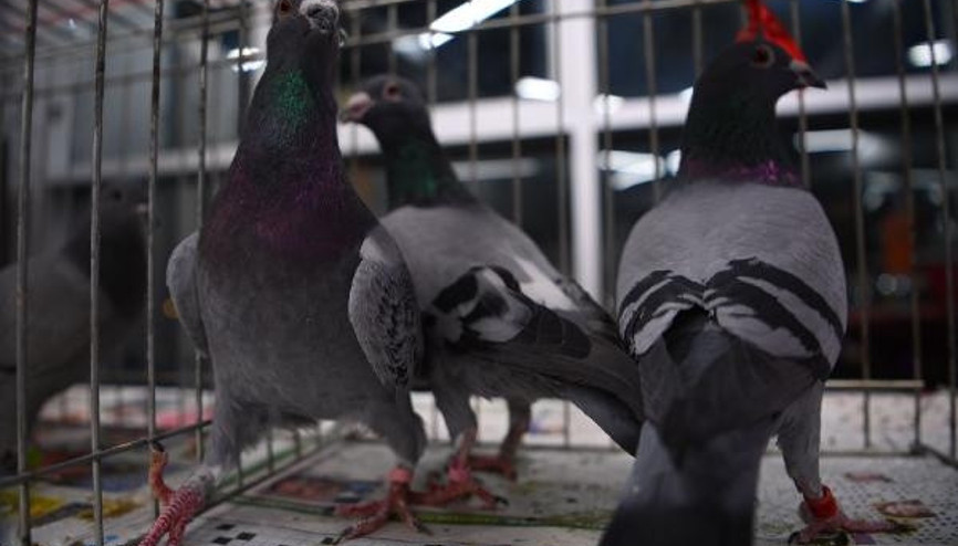Posta güvercinleri Sivastan Gebzeye 800 kilometrelik yarışta uçtu
