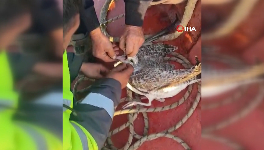 Denizin ortasında ölümü bekleyen martıyı ağdan balıkçılar kurtardı