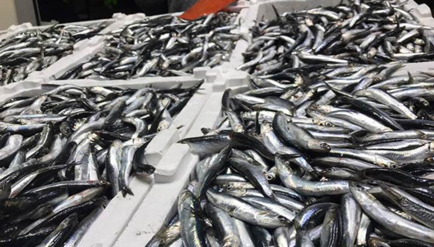 Hamside aşırı avcılık ile yok olma tehlikesi