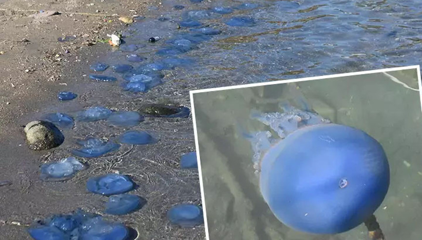 İzmir Foçada denizanası istilası