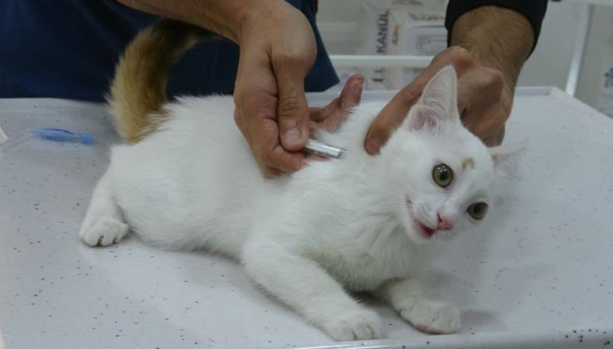 Evinde hayvan besleyenler dikkat Deride yaşıyor ve insana da geçebiliyor... Bu belirti varsa uyuz olabilir