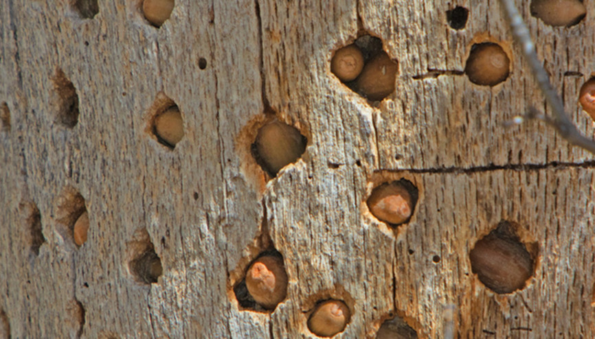 Bir ağacın içerisine tam 50 bin tane saklayabiliyorlar Bu manzara görenleri hayrete düşürdü