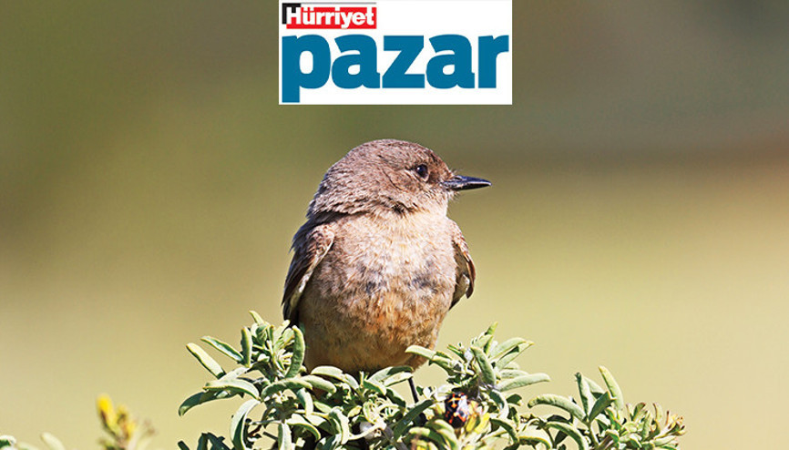 Kuş isimlerinde ırkçılık ayıklaması