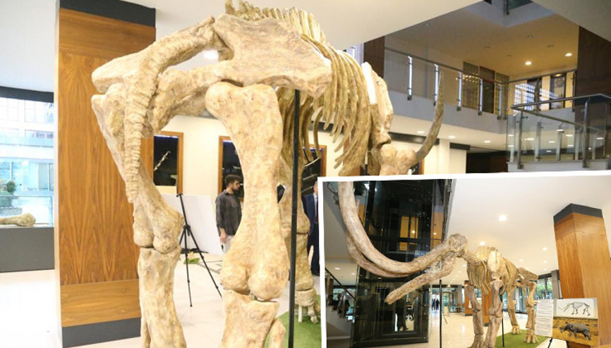 Dünyada eşi benzeri yok: 7,5 milyon yıl önce Kayseride yaşamış... Sergi salonunda vatandaşlara sunulacak