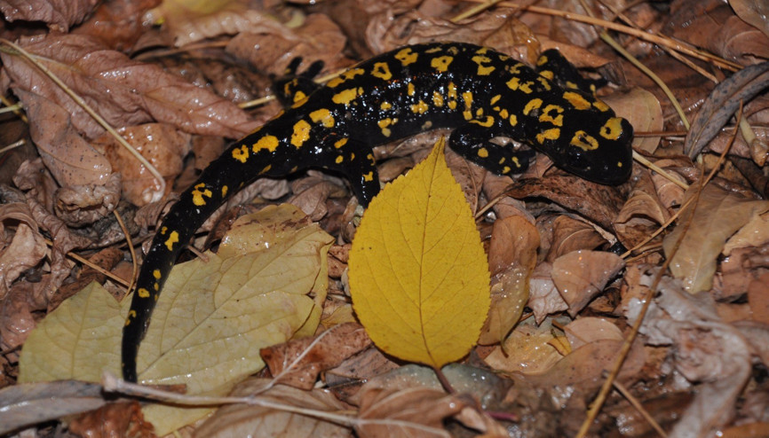 Yağmurun ardından ortaya çıktı Nesli tükenme tehlikesi altında... Görünümüyle dikkat çekti