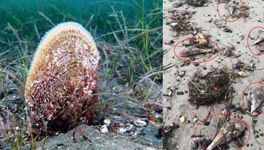 Pinalar da tutunamadı