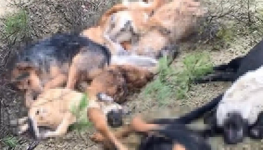 Bilecikte korkunç manzara: 14 köpek ölü bulundu Soruşturma başlatıldı