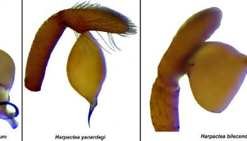 YENİ TÜR | 3ü Dasumia, 5i ise Harpactea cinsine ait... Peki zehirli mi İşte keşiften ilk bulgular YENİ TÜR | 3ü Dasumia, 5i ise Harpactea cinsine ait... Peki zehirli mi İşte keşiften ilk bulgular
