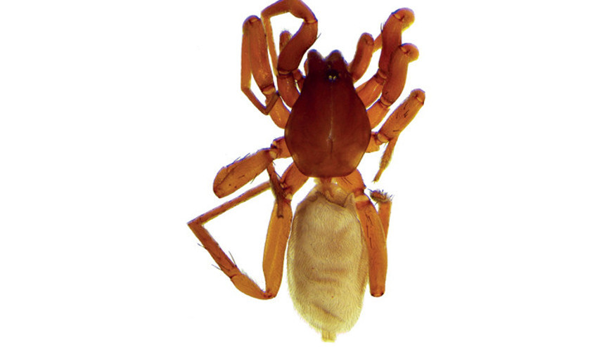 8 yeni örümcek türü keşfedildi