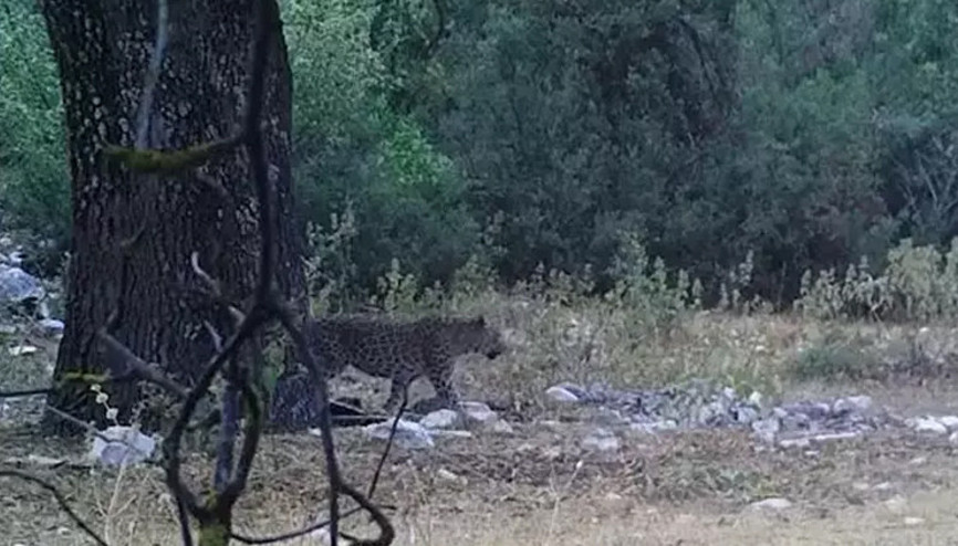 Anadolu parsı yeniden görüntülendi