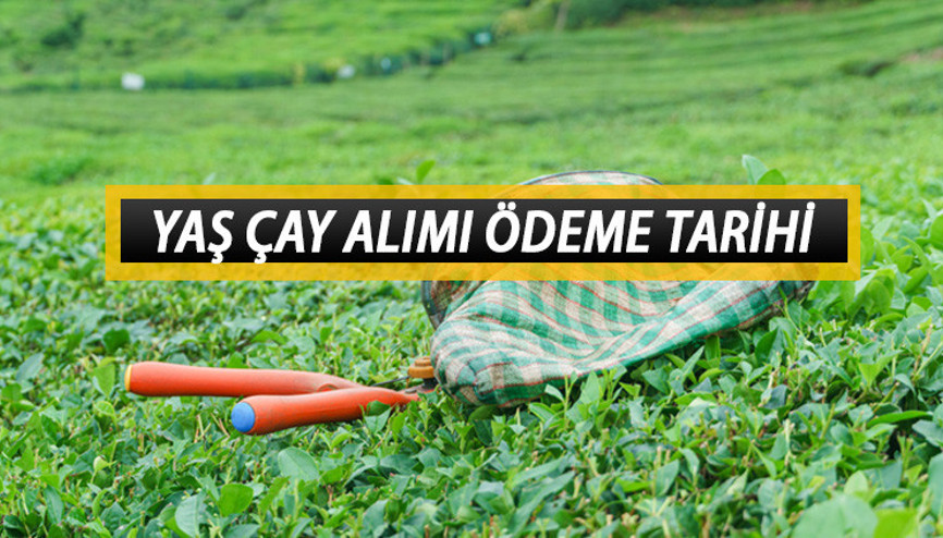 ÇAYKUR YAŞ ÇAY ALIMI ÖDEME TARİHİ KASIM 2023: Yaş çay ödemeleri ne zaman yatacak, hangi gün hesaplara geçecek
