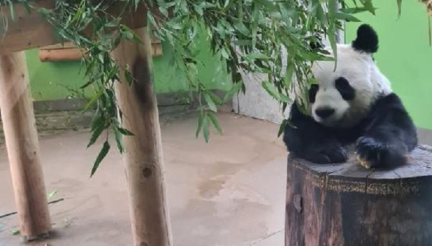 12 yıl önce Çin’den gelen pandalar ülkelerine geri dönüyor...