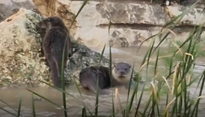 Bursada nesli tehlike altında olan su samurları görüntülendi