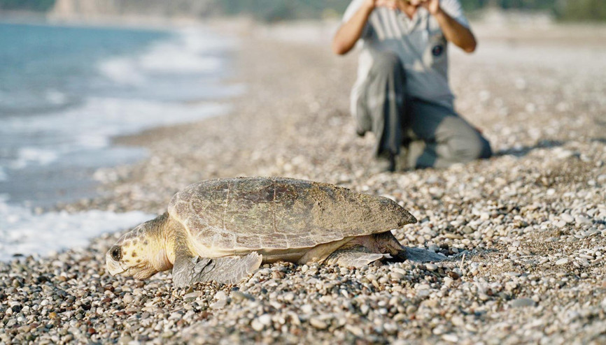 Caretta caretta’lar rekora yüzdü