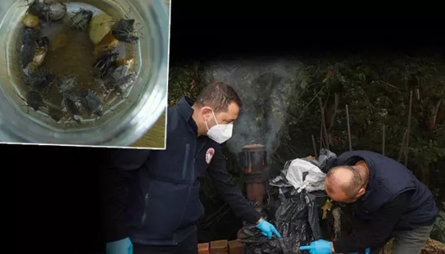 Karadeniz’in yeni kabusu... Fındık rekoltesine yüzde 10 zarar verdi