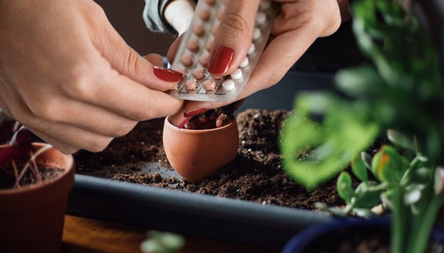 Ölmüş çiçekleri böyle diriltiyor... Doğum kontrol hapının bilinmeyen kullanımı