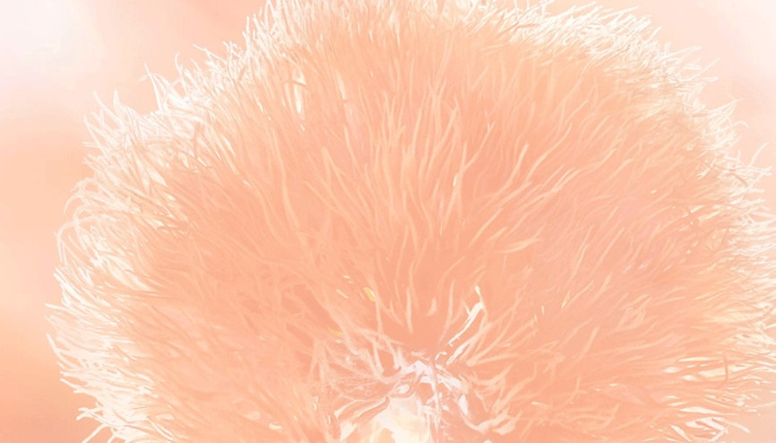 Pantone şeftali tüyü rengini 2024ün rengi seçti Nedeni açıklandı